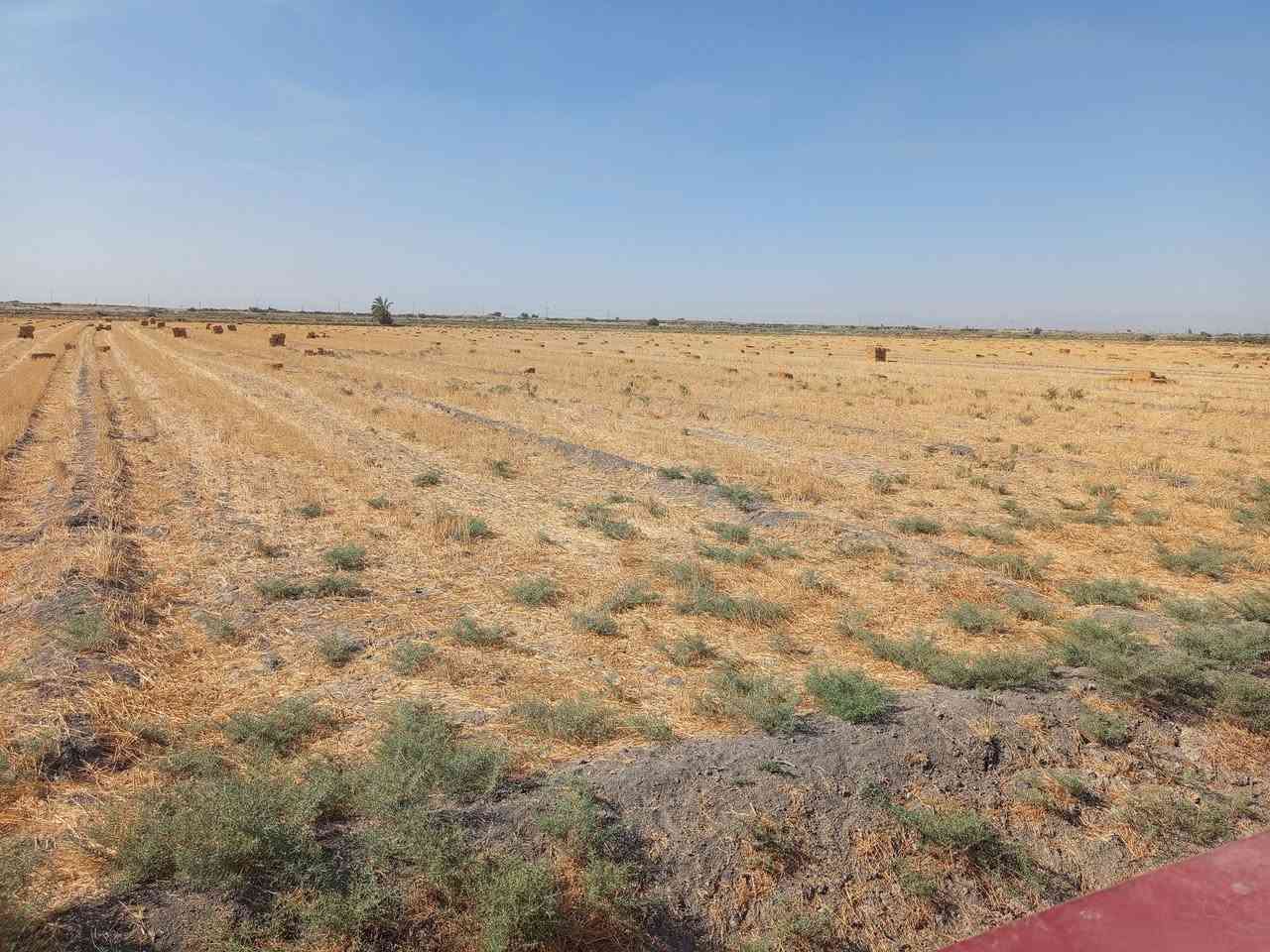 رقم الهاتف *********** و***********
عتبن كبس حنطه للبيع الف باله طول من 190الى متر تبن مال السنه مكان التاجي الشيخ عامر السعر الزوج ب3الاف
