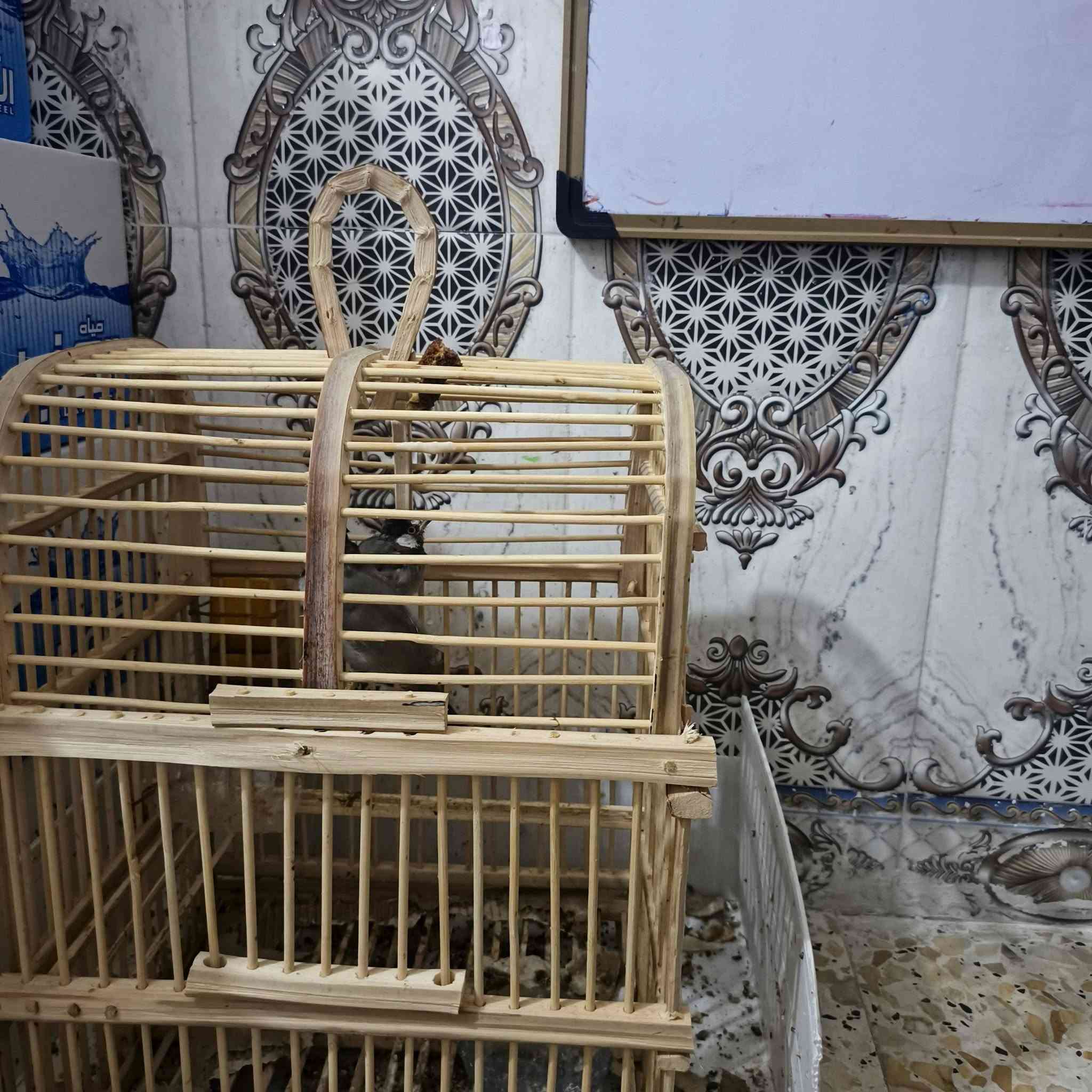 زوليه ٢×٣ • ثريدي ٢×٣ • بلابل مع قفص