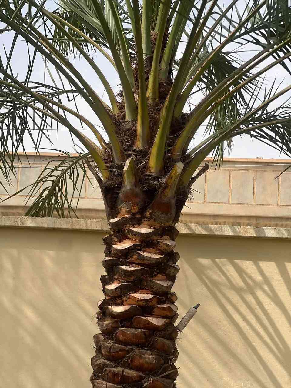 النخيل • تلقيح • زرع فسائل