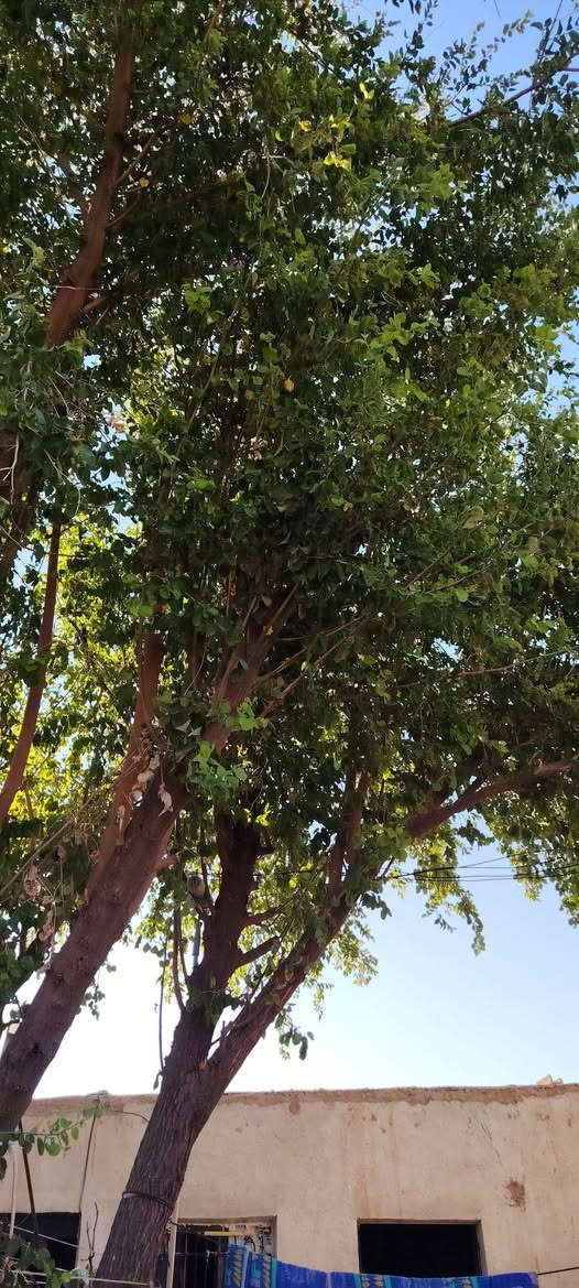 سلام عليكم بيت للبيع المساحه(٣٠٠ متر) مكون من مشتملين وربعه خارجيه صقفها صب
الموقع / الشهامه قرب  الوادي 
الاستفسار على الرقم
***********
