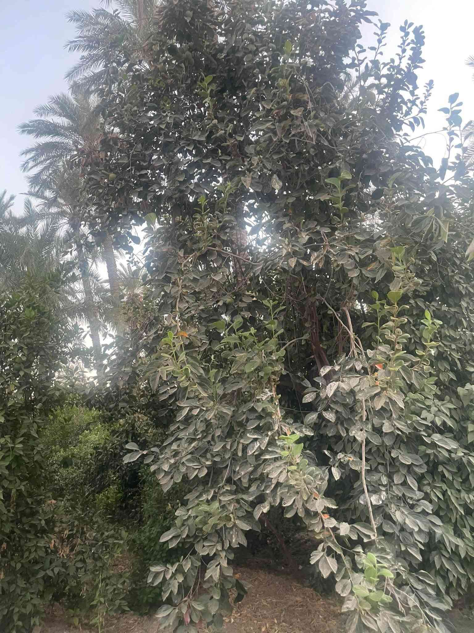 شركة دواجن • قاعتين جاهزات • ٢ دونم