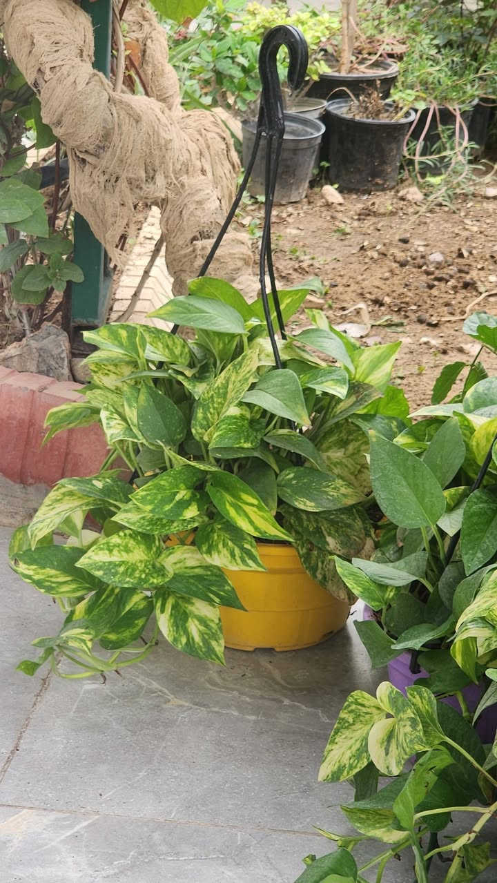 گولی تازه و جوان به رده سته 
شوین که لار لانه سیتی
