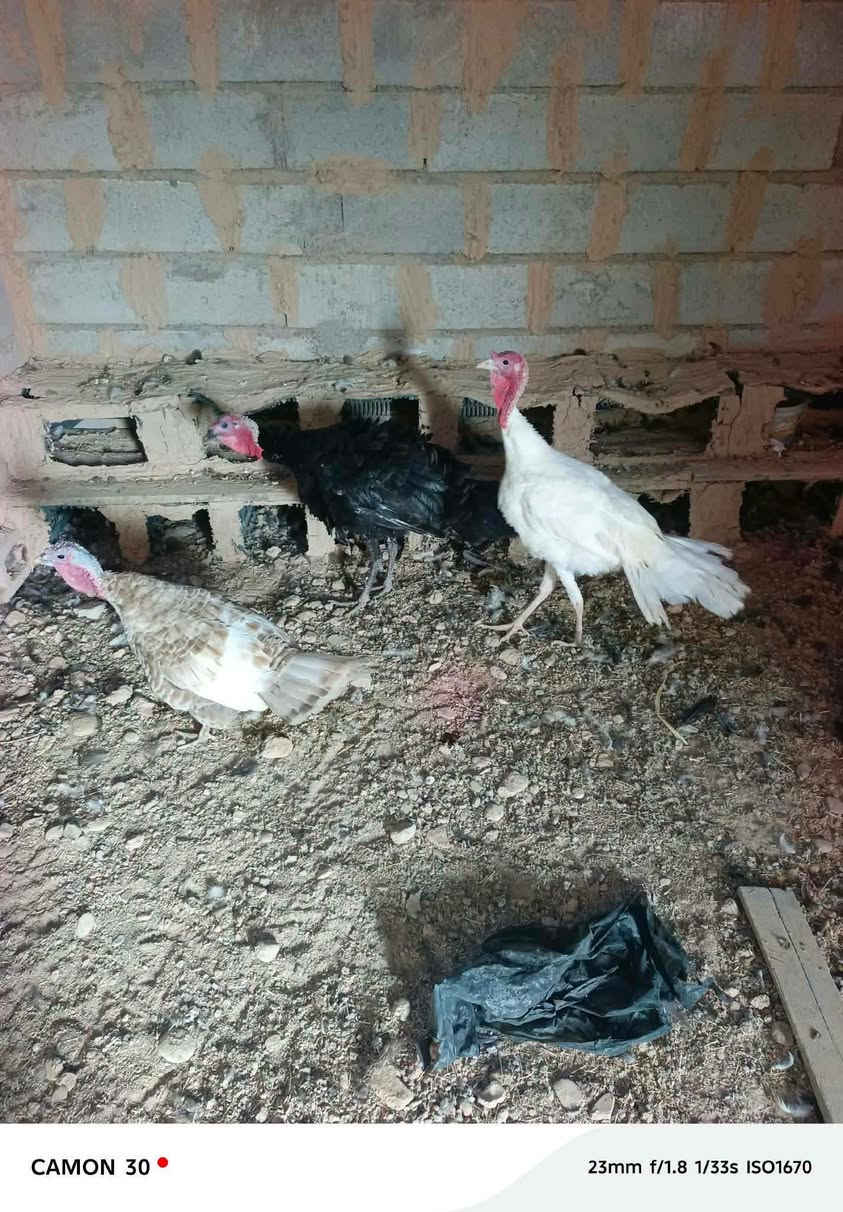 فراريج • ديوك • شيش هوام