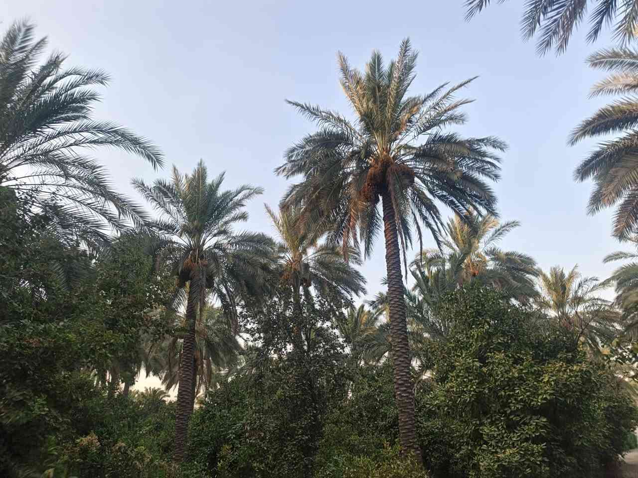 ارض زراعيه للبيع
طابو سند 25 /الصويره
ع الشط نهر خاص  بستان تين نخل حمال ماء كهرباء دار سكن ع السده تبليط(( ١٦ دونم))طابو الصويره تحويل بالاسم مباشر
***********
***********
