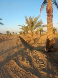 بابو غريب • ١ دونم • طابو زراعي