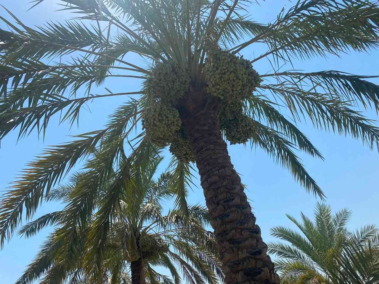 بستان نخل للضمان المكان شاطئ التاجي شارع ام الجدايل تبعد عن جسر الذراع من جهة الشط 3 دقائق 

تحتوي على 
15 زهدي 
16 خضراوي 
15—20 خستاوي 
10 بلاليز 
2 بربن 
4 سكري 
+ 8 ألوان غير معروفات 

البستان نظيفة كلش بدون اعشاب او عوائق والنخل كذلك جاهز تكريب -تلقيح -تركيس

للاستفسار 
***********
***********
