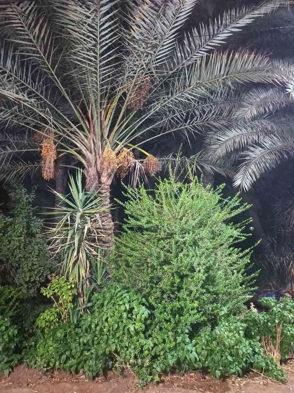 ٣٧٥٠م • طابو ملك صرف • بستان نخيل
