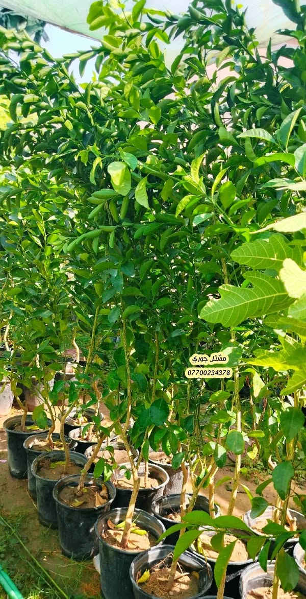 مشتل جوري • برتقال • ليمون