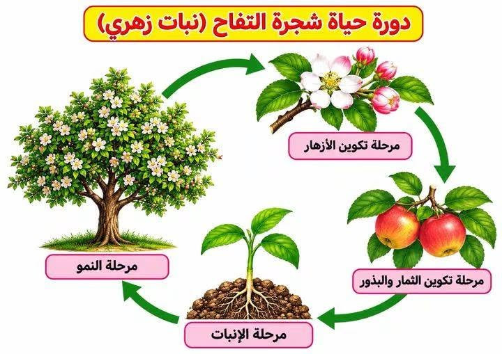 وسائل تعلم • مقاس A3 • منهج كامل