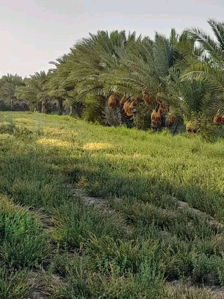 🌴 عرض مثالي | دونمين ونصف للبيع بموقع مميز جداً 🔥
#وأيضا يباع قسم منها دونم وربع حسب رغبة المشتري 
 

📍 الموقع: الحلة – وردية، خارج البو عرنوص، مقابل مدرسة السواعد الابتدائية
تراهم سكن و ترهم تقسيم مزارع للمستثمرين 🌴🌇

📐 المساحة: دونمين ونصف
📏 الواجهة: كبيرة تقريبا 195 متر 
🌴 تحتوي على أنواع مختلفة من النخيل
💦 تحتوي على برينتين ماء
💧 قريبة من النهر
⚡ كافة الخدمات متوفرة: ماء، كهرباء ومدارس
🛣️ تبعد عن الشارع المبلط 100 متر فقط
🚗 شارع عريض بعرض 7 أمتار
🏡 مناسبة للسكن أو تقسيمها إلى مزارع، خصوصاً مع الواجهة الكبيرة والموقع المميز.
📜 طابو زراعي – سند 25
🔄 تحويل مباشر باسم المشتري

🔥 فرصة مميزة للاستثمار والسكن والتقسيم

للاستفسار التواصل خاص 
أو الاتصال ***********
