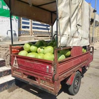 ستوته • بدون ضايعه • مكفوله