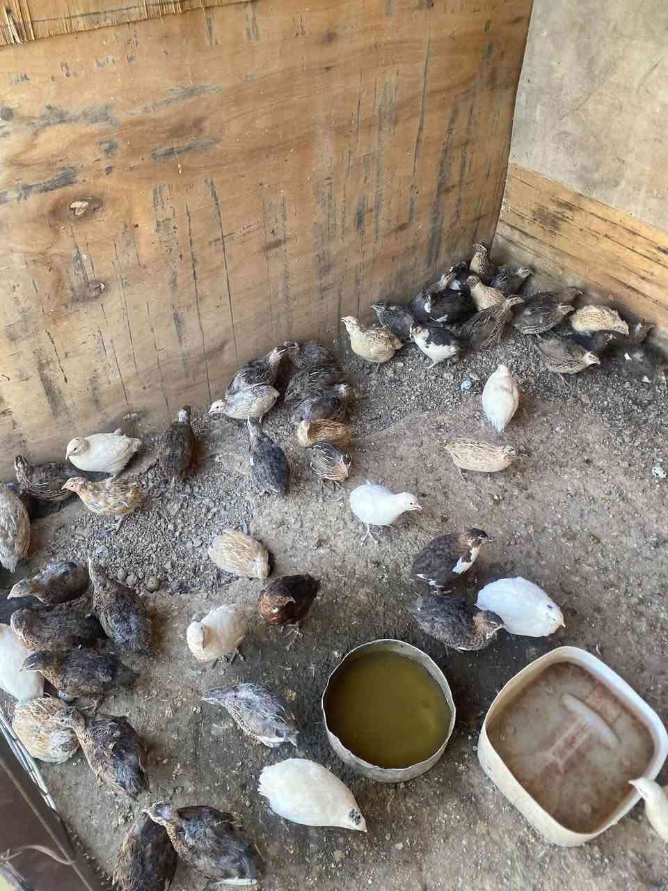 سمان • بياض • زوج