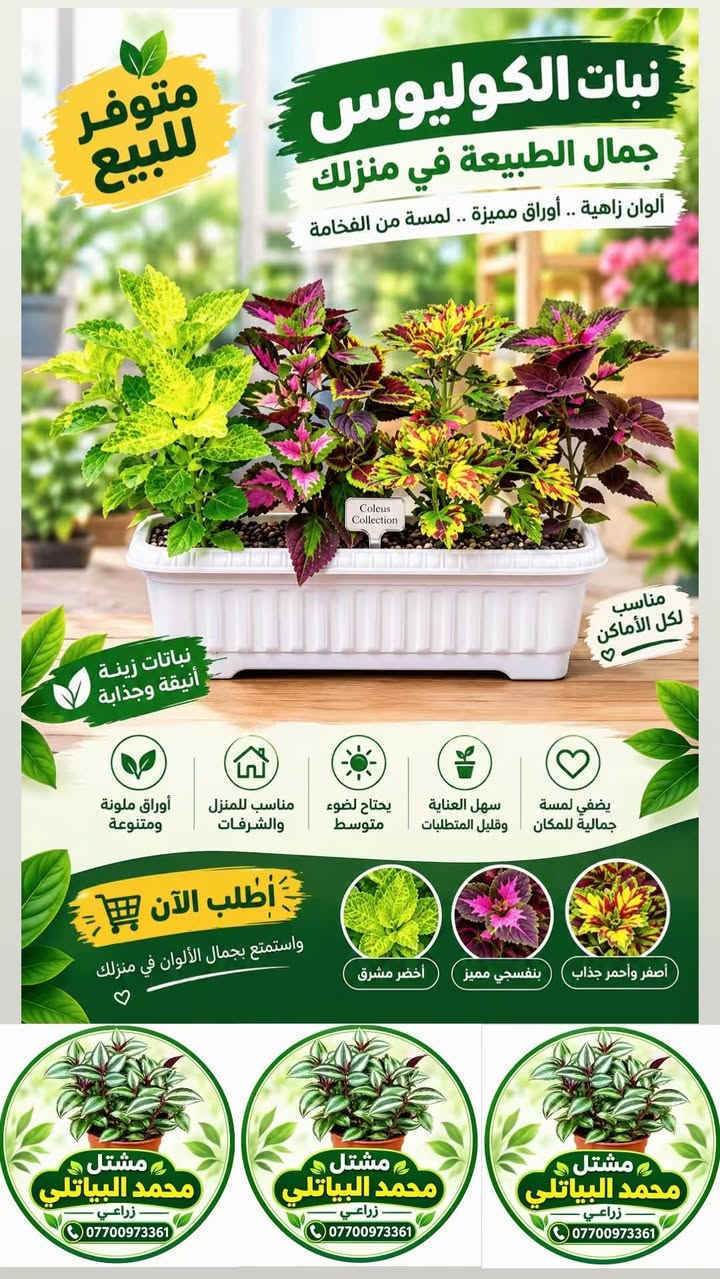 مشتل محمد البياتلي • بوتس • كوليوس