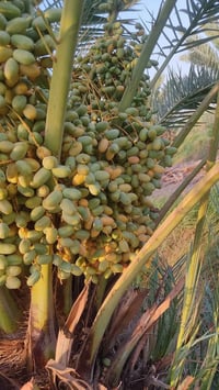 فسائل النخيل • شويثي أصفر • تجهيز مزارع