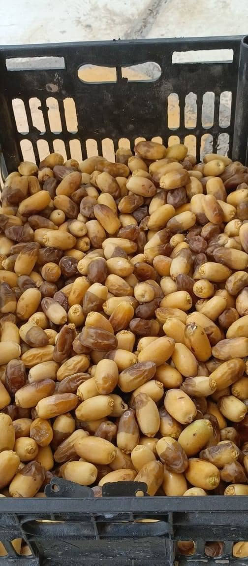 على بركة الله متوفر تمر برحي
للحجز والاستفسار مراستلنا أو واتساب ***********
