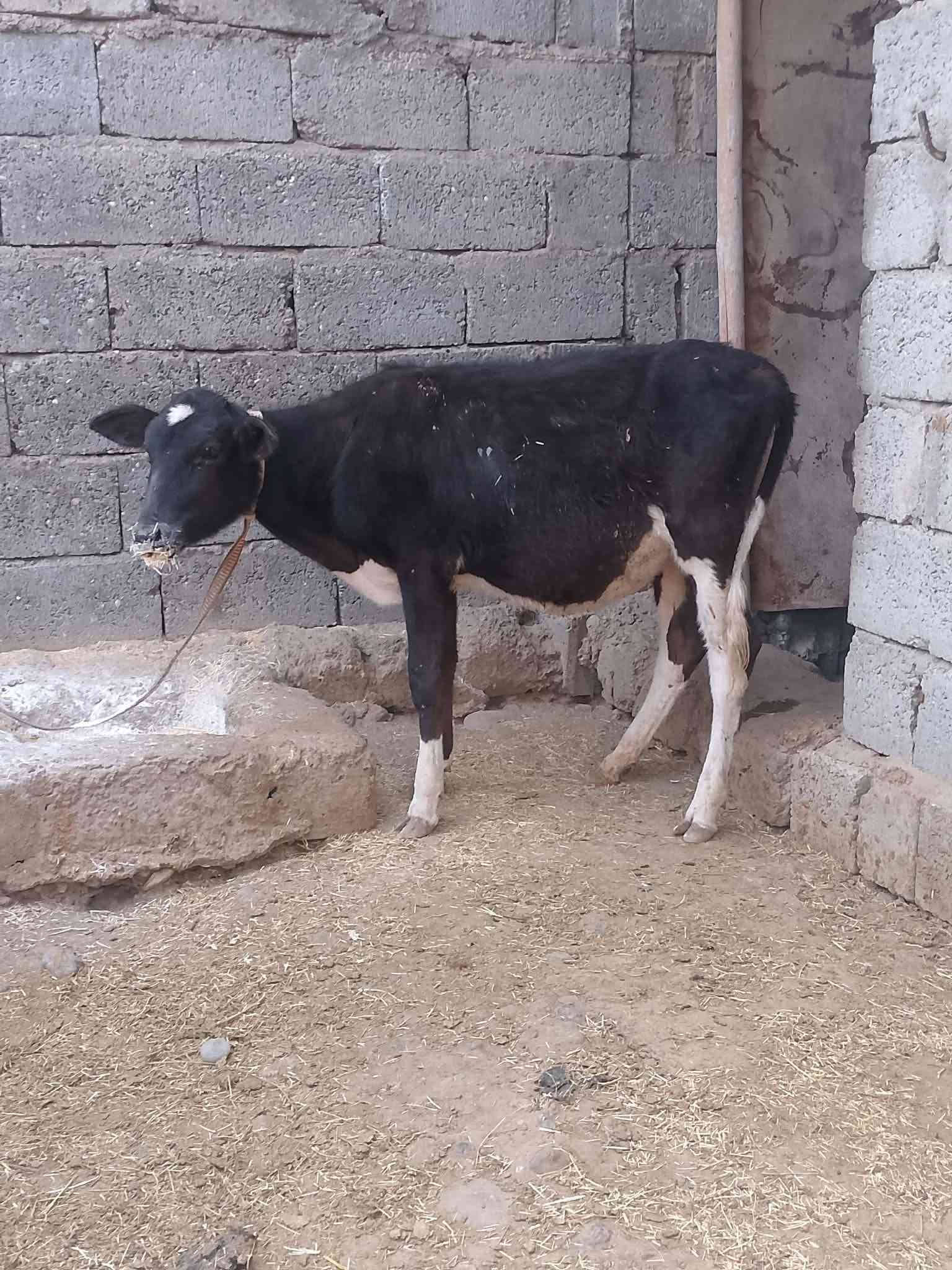 جنس اصليه • قابل تفاوض • شرط النصاحه