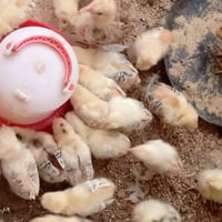 فراخ كويتي • عمر ٢١ يوم • ملقحات كامل