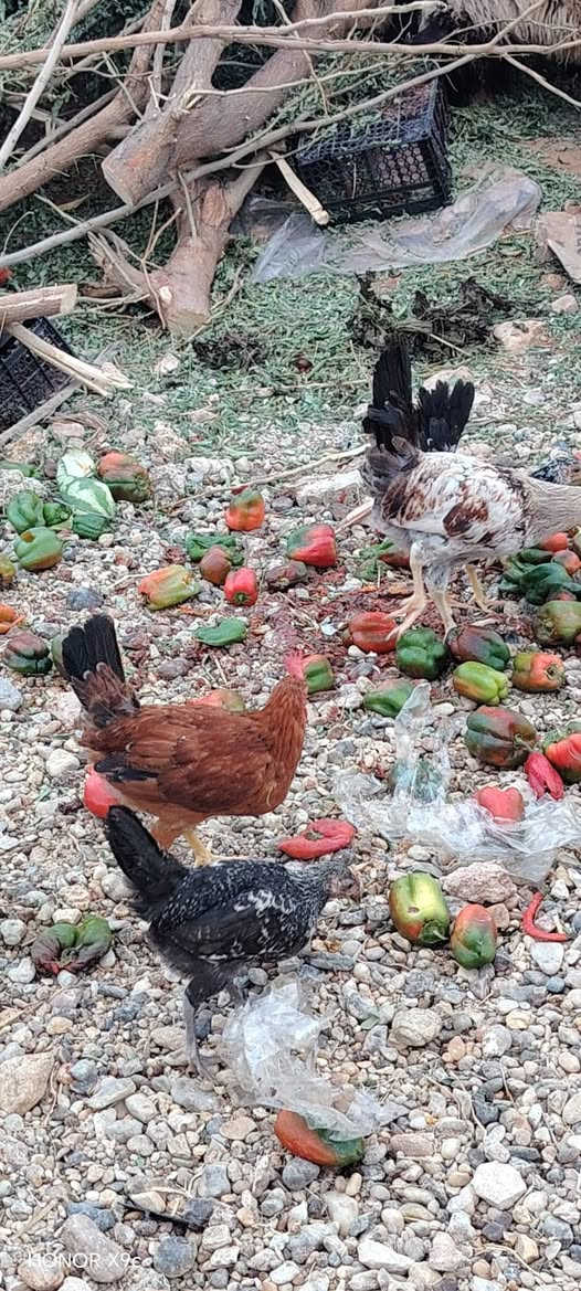 ديوكة • ١٧ • هيت المعموره