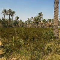 الفحامه • بستان بيت صعب • ١٠٦١م