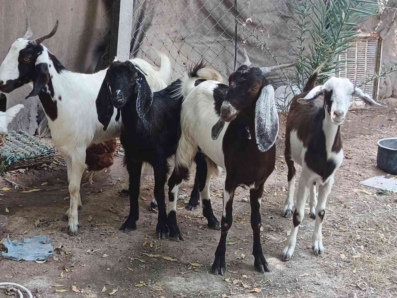 صخول • ماخذات فحل • نجف الاشرف