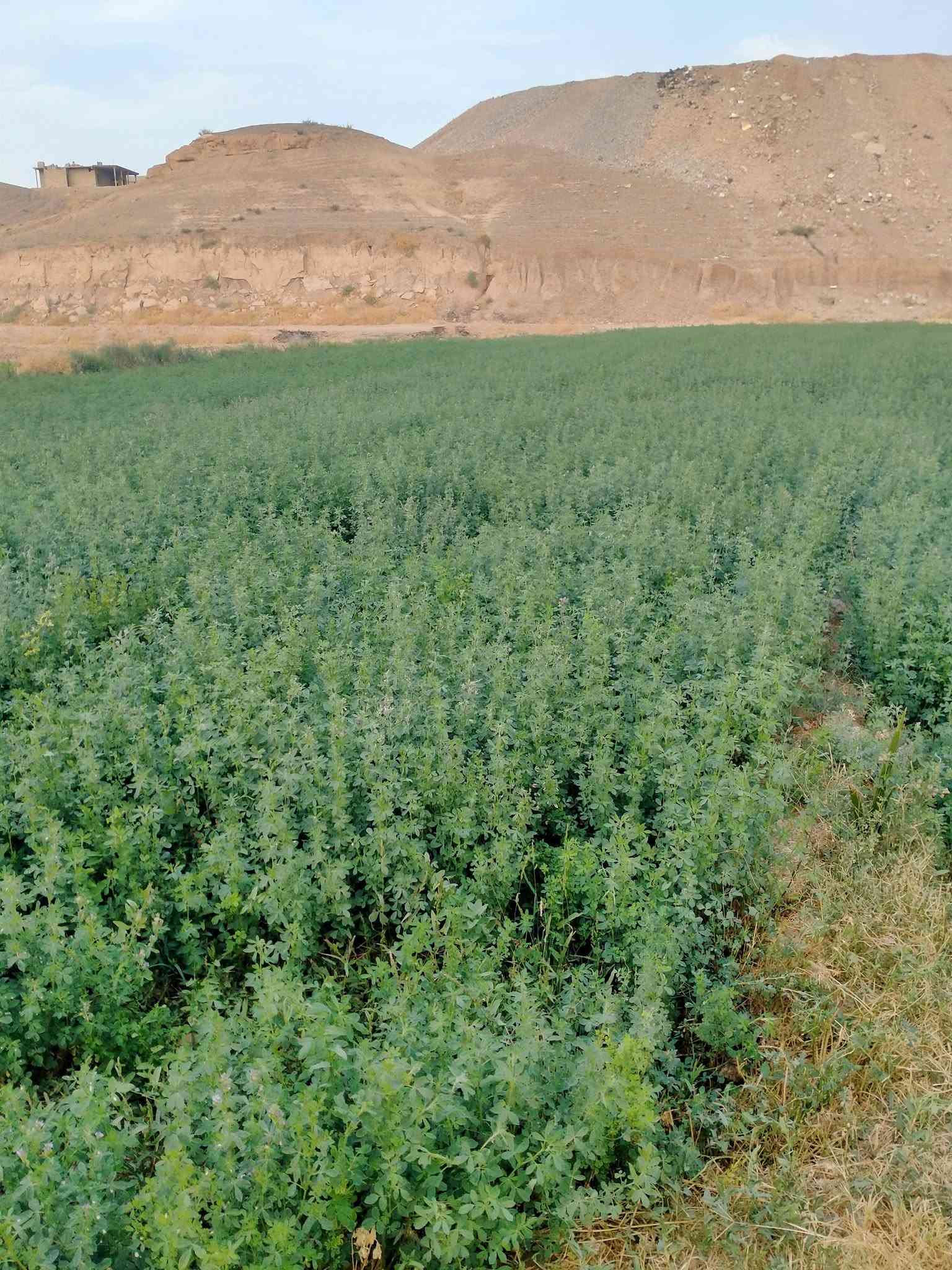 حشيش جت • عراقي • درجة أولى