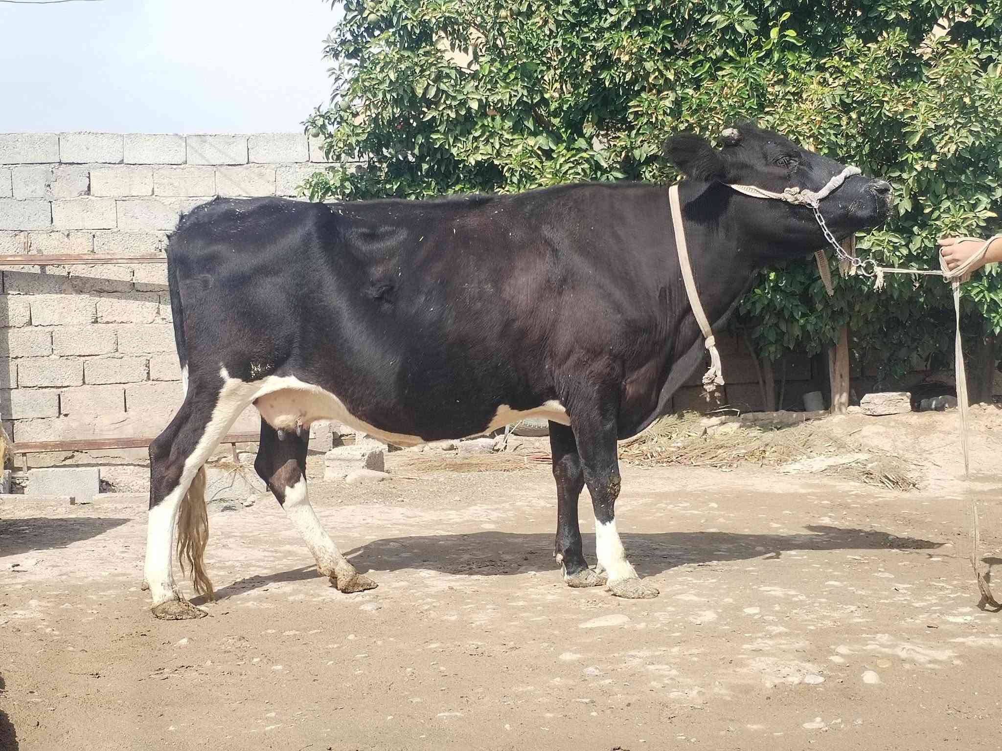 بقرة • حليب • ناحية الزاب
