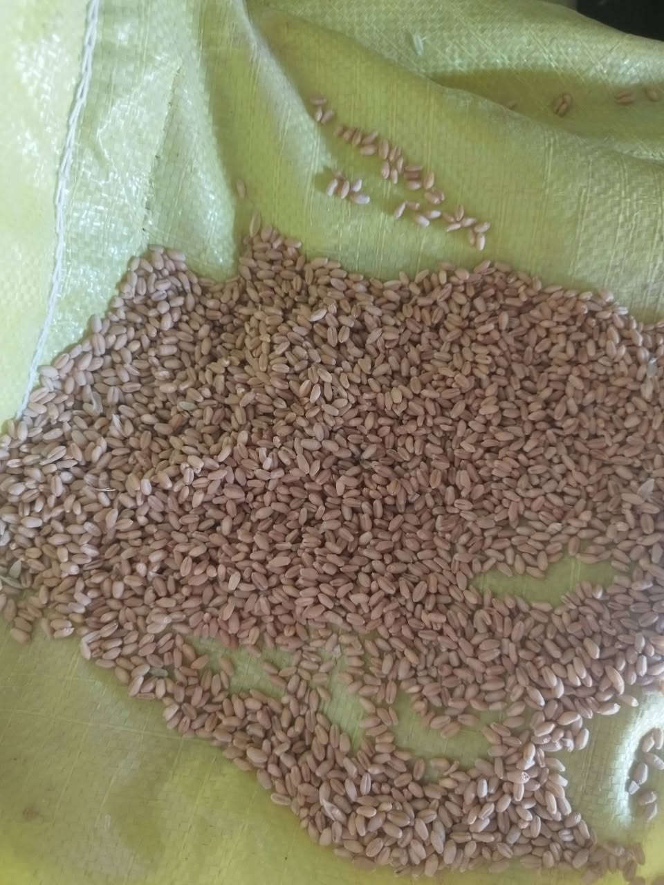 بذور حنطه • صنف ثريه • ألماني