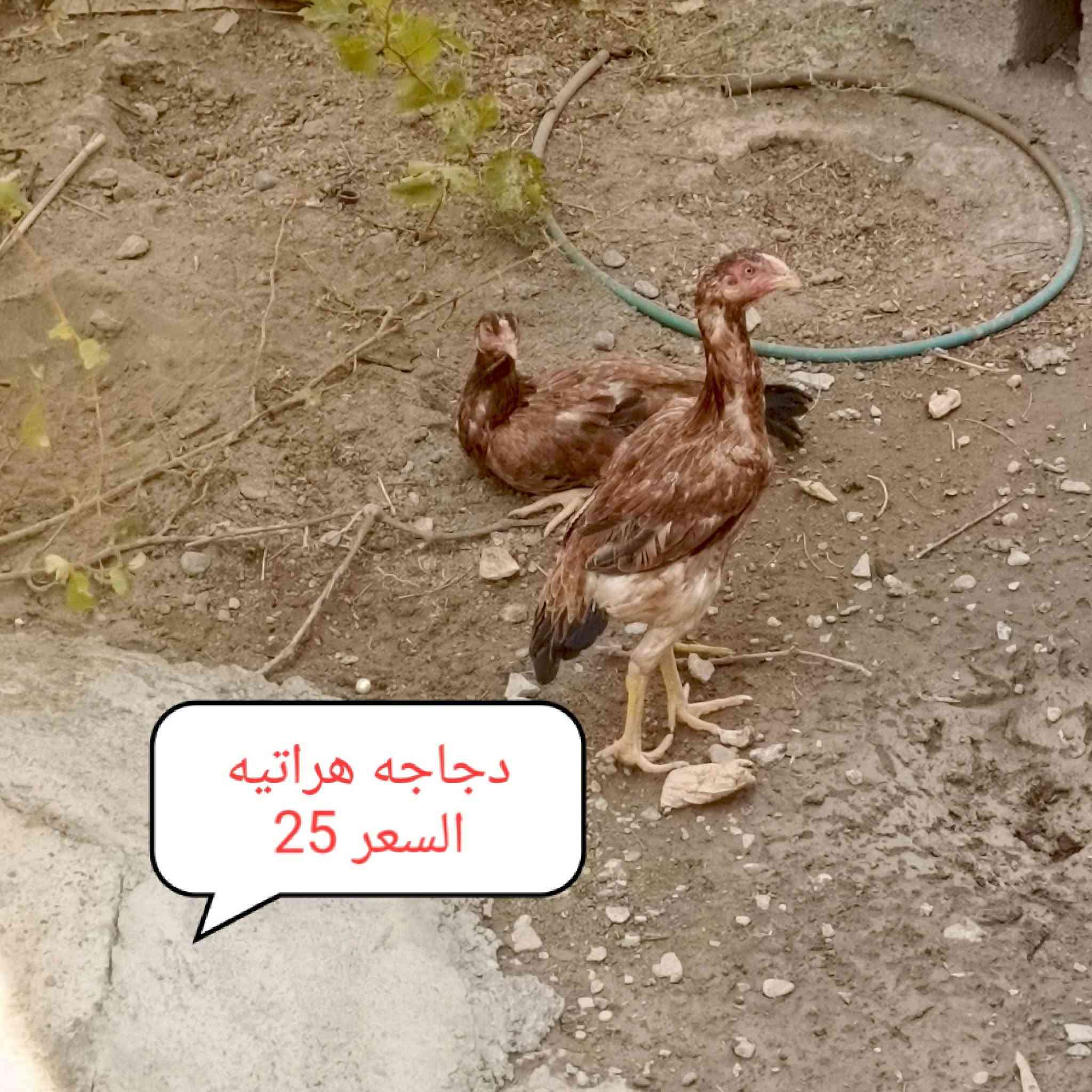 لسلام عليكم يوجد دجاج هراتي السعار داخل الصور المكان الشرقاط الساحل الايسر السلمان
الاتصال ***********
