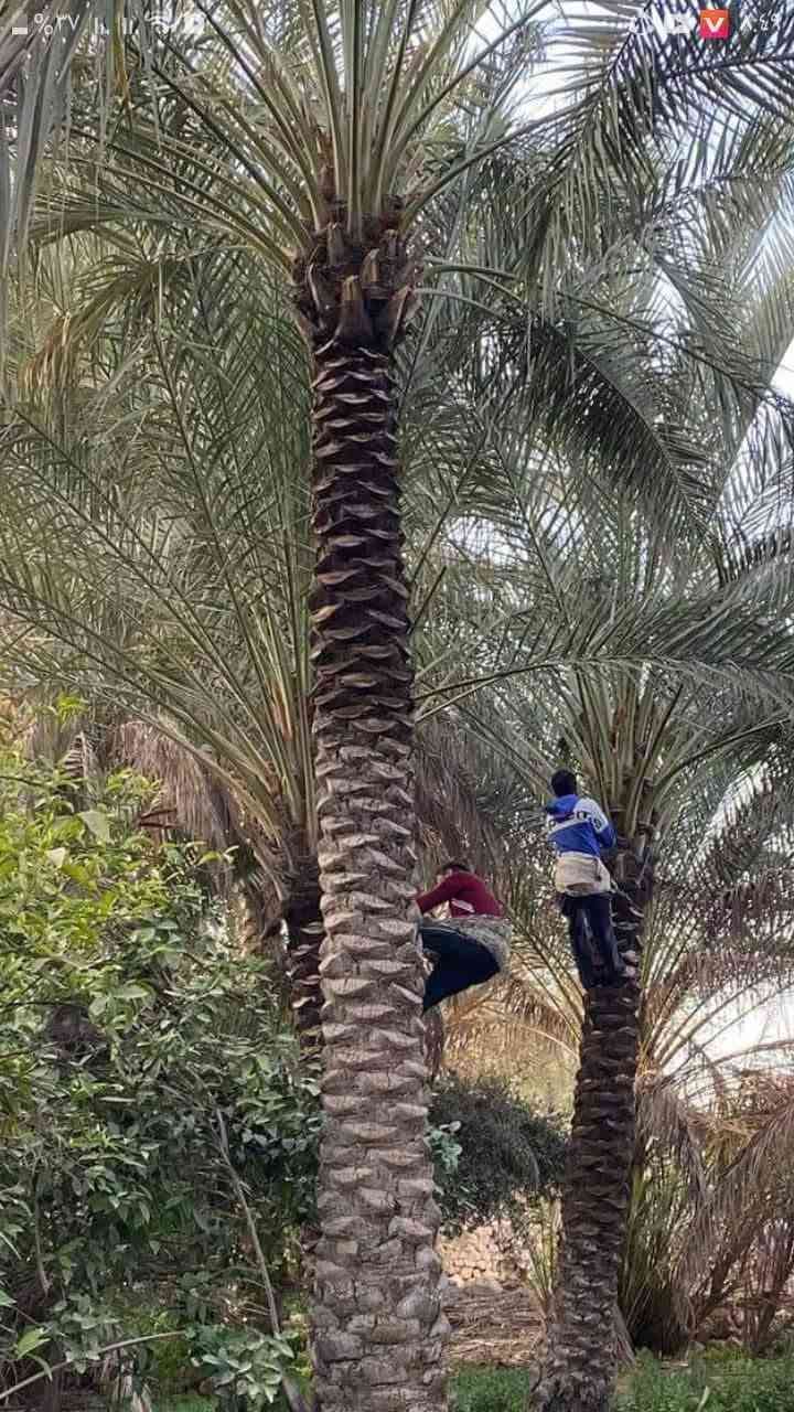 سلام عليكم اشتغل تكريب وتنضيف النخل وكصاص التمر وهذت شغلي وهذا رقمي ***********
