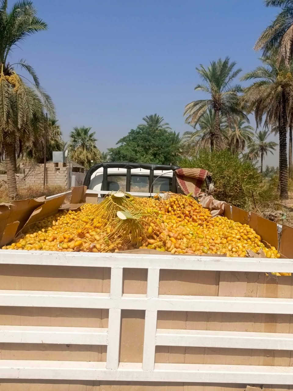 سلام عليكم يوجد تمر خلال علف البيع ***********
***********
