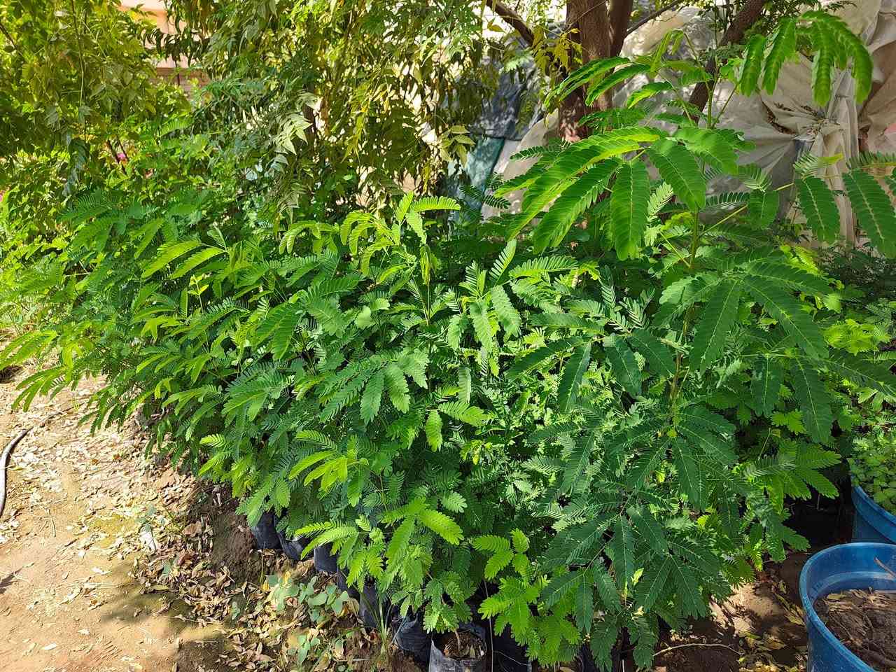 🌱 شتلات الألبيزيا لبخ متوفرة الآن 🌳

لأصحاب حملات التشجير والحدائق والمزارع وكل محبي الزراعة 🌿

نوفر لكم شتلات الألبيزيا (لبخ) بجودة جيدة وبأسعار مناسبة، وبأحجام تبدأ من:

📏 75 سم إلى أكثر من متر
💰 السعر: 1,500 دينار فقط للشتلة

🌳 مناسبة للتشجير، الحدائق، المزارع والمساحات الخضراء.

📍 العنوان: تكريت – شارع الباشا
🚚 يتوفر توصيل داخل تكريت فقط

📞 للطلب والاستفسار:
***********
📲 الاتصال متوفر واتساب

🌱 ازرع اليوم… واجعل المكان أجمل غدًا 🌱
