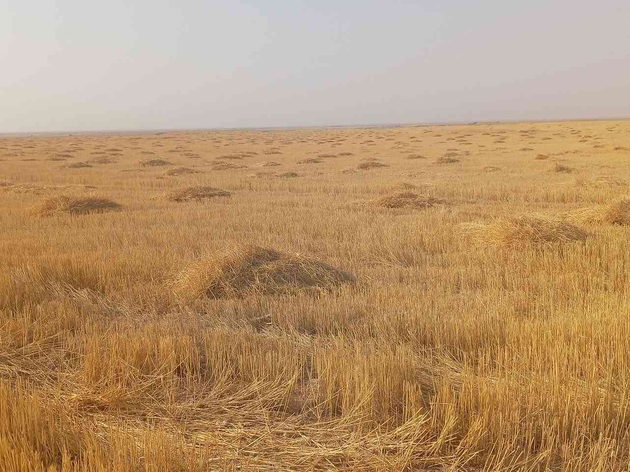 تبن • نضافة • سكران الغربي