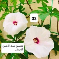 بذور وشتلات • ورد متسلق • ست الحسن