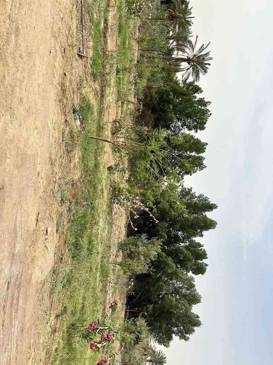 يالله
السلام عليكم 🫡 
بستان  🏠🌴3000 متر
طابو صرف تحويل سهم 🎯 😍
 يحتوي  على بيتين كل بيت 300 متر بناء صافي يحتوي كل بيت 3 غرف 😍🔥الموقع العوجة يبعد 800متر ع السايدين مال عوجه السعر 450وبي مجال 🔥
للاستفسار ***********✅

