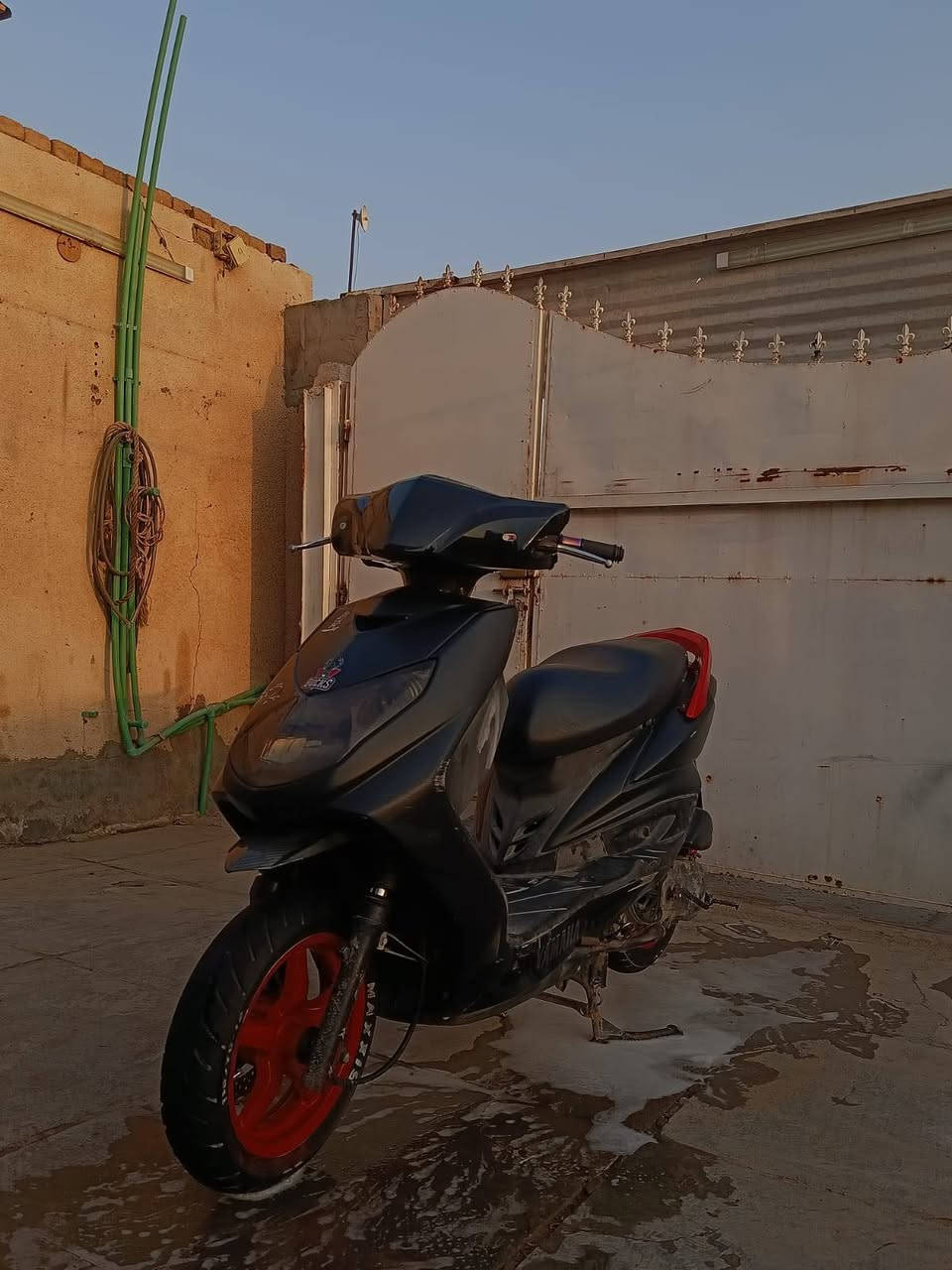 سكنس فحل • مامفتوحة • ختم واحد