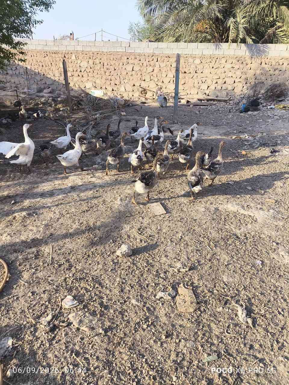 سلام عليكم بط للبيع سعر الزوج 33 الف بي مجال قليل نجف ابو صخير ***********
