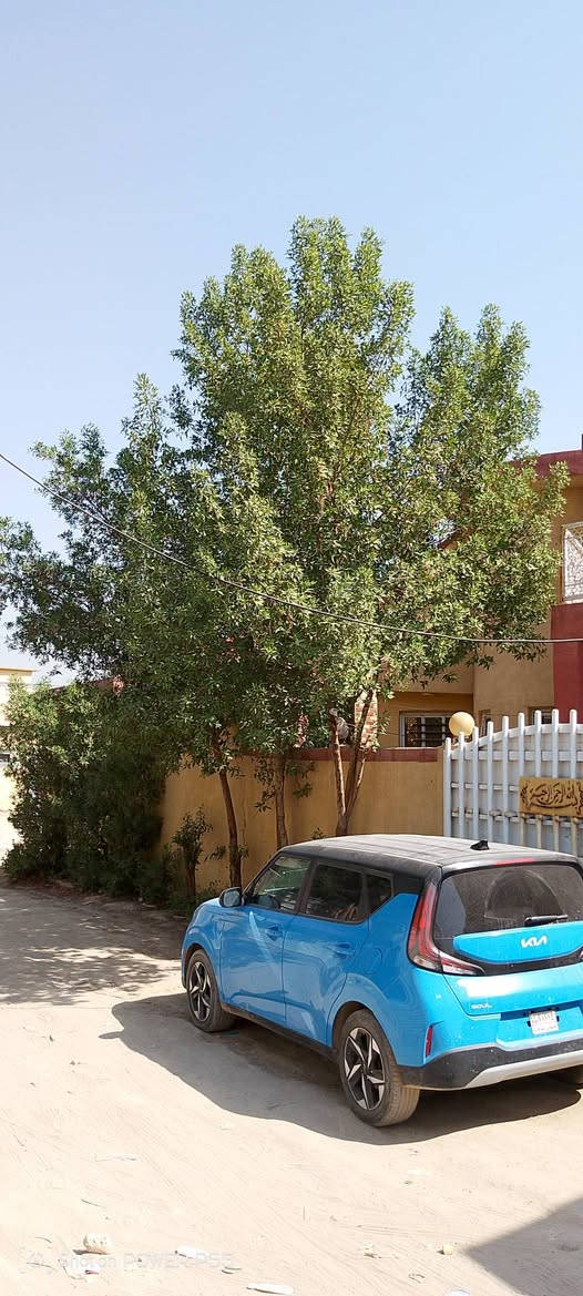 بيت طابو زراعي سند 25 تحويل مباشر بأسم المشتري
مساحه البيت بسند 265 
بوكس وصب كونكريت بناء البيت 2019
3 غرف نوم وحده منهم سويت وكبيره 
صحيات داخليه وخارجيه 
كراج سياره كبير 
ممرات داير البيت 
محل كان سابقا صالون نسائي 
مطبخ حار بارد 
ستقبال 
صاله كبيره 
البيت جاهز من كلشي الف متصرف عليه
جوره ومنطقه تترحملي عليها وربي يبارك بجميع 
مكان البيت الورديه خارج خلف معمل ابو كيره #بشارع استاذ اكرم مدلول البكري مدرس الخصوصي 
يبعد عن الشارع العام 150 متر تقريبا 
تفاصيل اكثر *********** بي وتساب 
السعر 115 وبي مجال لشراي 
صعدونا المنشور بصلاه ع محمد وال محمد

نص مكتوب في الصور:
- Shot on POWER P55
- Shot on POCO P55