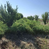 بطنير • ٢٠٠٠م • سقي