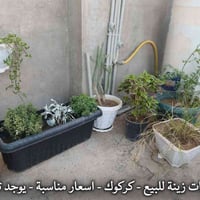 نباتات زينة • كركوك دروازه • توصيل