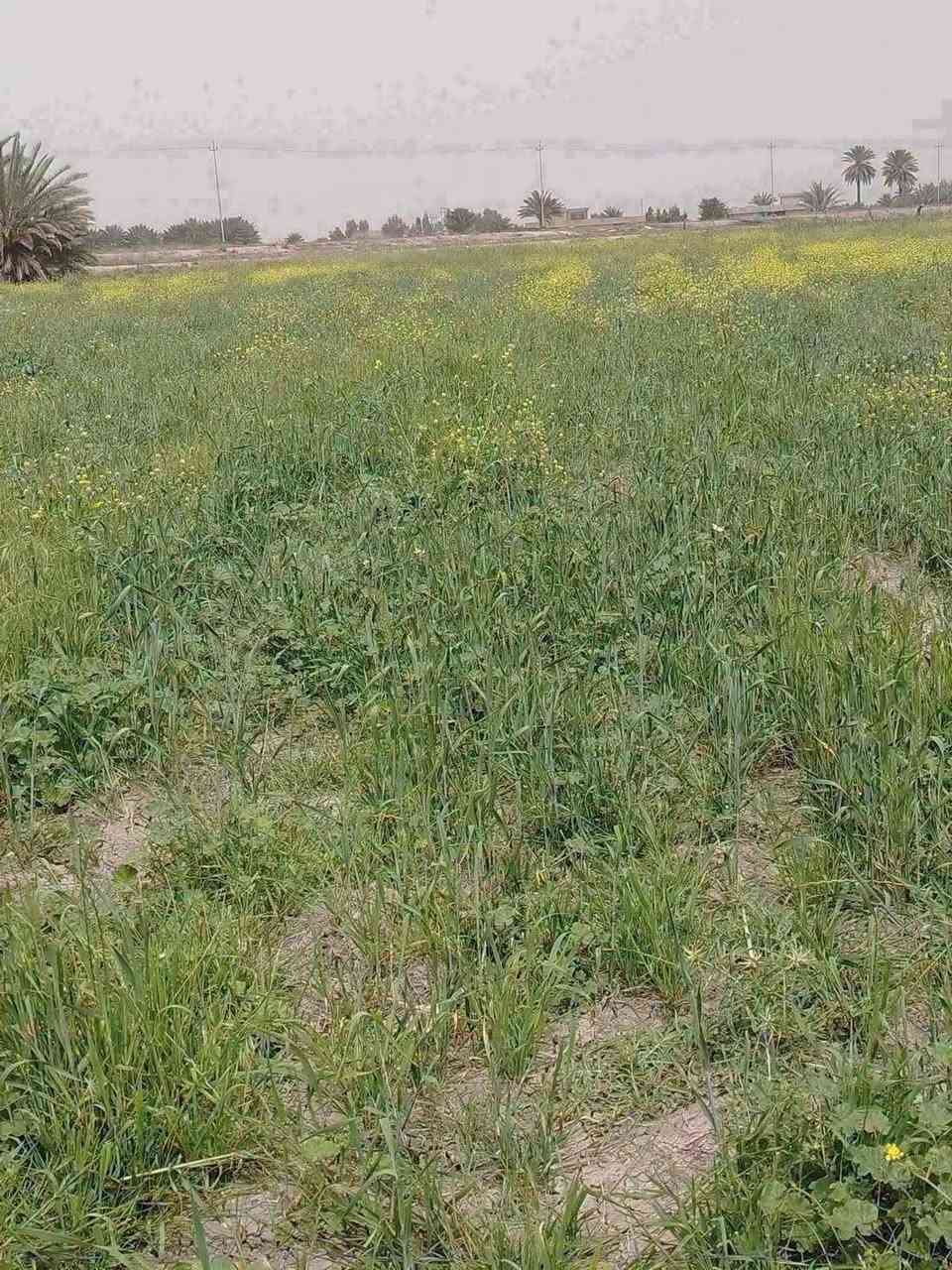 دوانم راقية جداً – فرصة حقيقية
 المساحه 11دونم السعر الدونم ٩وبي مجال 
 موقع مميز وجميل جداً
 الأرض ظهرها على الإروائي مباشرة جنس الارض طابو زراعي سند٢٥ ثاني يوم فتح بيان 
مقابيل سبع البور – منطقة العساوية – 
📄 السند: 25 حق تصرف
 تحويل بسم المشتري للاستفسار ***********
