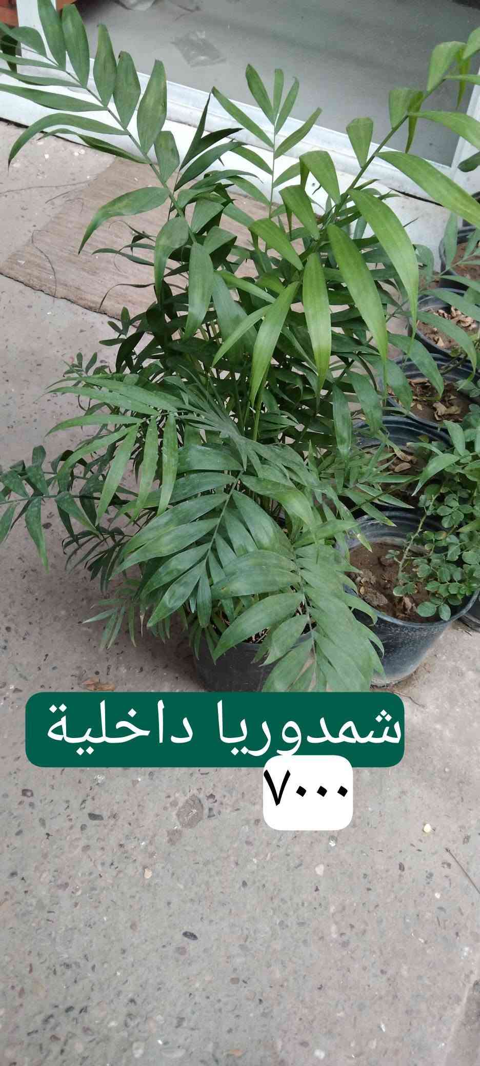 نباتات خارجية • نباتات داخلية • حي العدل