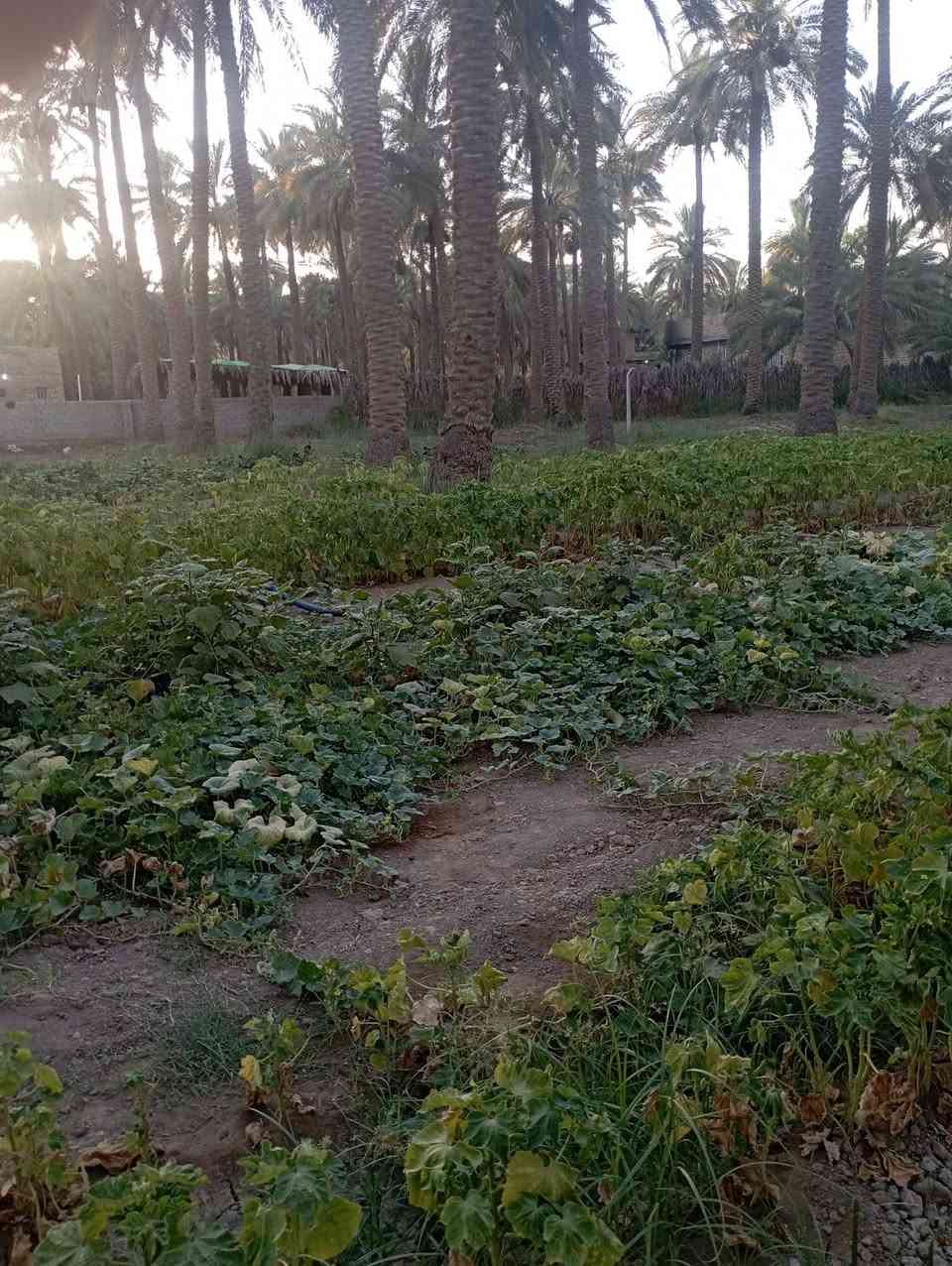يا الله سلام عليكم يتوفر قطع ارض مساحتها نصف دونم موقع مميز قرب سيطرت الاثار تبعد عن شارع حله بغداد مسافة 300متر سعر 55وبيه مجال للشراي الي يحب يتواصل رقم الهاتف وتساب *********** حلة, بابل
