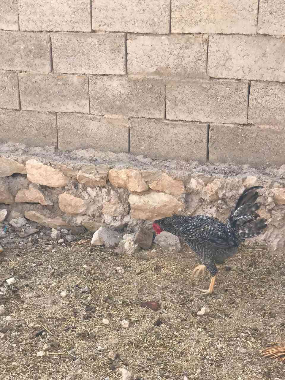 ديوجه ابو ركيبه • الهراتي • الحجازي