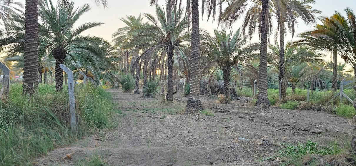 💥 المصداقية سر نجاحنا 💥 الملاك للعقارات كربلاء 

💢 دونم واحد الواجهة 17 متر والباقي نزال يحتوي على أكثر من 60 نخله واشجار قليلة محدد ومسيج من جميع الجهات الواجهة على شارع عام يبعد عن شارع الرابط 50 متر تقريبا اي في المستقبل قد يكون تجاري حسب التوسعة. 
ويبعد عن سيطرة الإبراهيمية 600 متر تقريبا وعن الامامين عليهم السلام 9 كيلو .
يصلح للسكن أو منتجع ترفيهي أو أي شي استثماري وجميع الخدمات متوفرة وبأسم شخص واحد 

💢 جنس الأرض طابو زراعي سند 25 تحويل أسهم بأسم المشتري 

💢 العنوان// كربلاء _ الزبيلية _ شارع الرابط _ لرب سيطرة الإبراهيمية 
💢 السعر = علق ب ( يا فاطمة الزهراء عليها السلام ) يوصلك خاص 
 

🔴عندك عقار للبيع و محتار  يم الملاك لا تحتار سهله ما عليك سوى التواصل معنا : 

☎️ ***********          ☎️ ***********
                  محمد أبو ملاك الحسناوي 

زوروا موقعنا : مكتب أملاك الخير _ شارع الرابط _ مقابيل المعمل المقرنص
