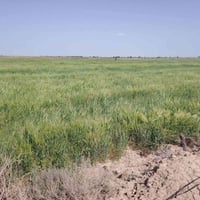 المريبيع الرفاعي • ٣٧دونم • ١٣دونم أبو السبلان