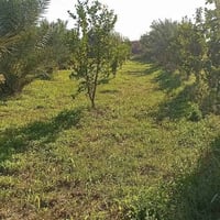 دونم ونص • سند 25 • المدائن الجعاره
