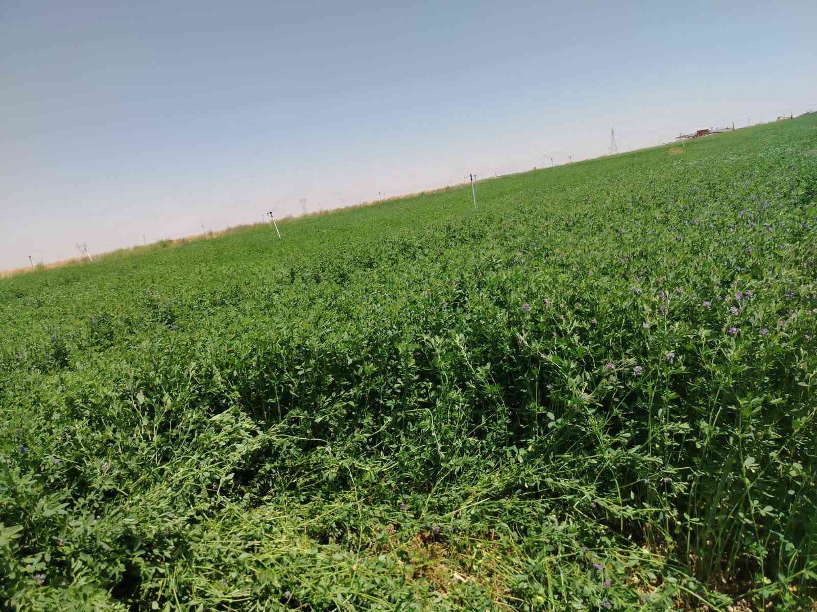 أنواع بذور الجت (البرسيم الحجازي) المستوردة بأعلى معايير النقاء والحيوية.
​🇮🇹 أولاً: بذور الجت الإيطالي الفاخر
​الارتفاع: يصل حتى 95 سم (ارتفاع استثنائي يعطي حشماً وفيرًا).
​سرعة الإنبات: نسبة إنبات عالية ومبكرة جدًا.
​الكثافة: غزارة عالية وتغطية حقلية ممتازة مع سيقان قوية ومورقة.
​عدد الحشات: إنتاجية مستدامة وسريعة الدوران تعطي أعلى عدد حشات بالموسم.
​ميزة إضافية: تحمل ممتاز للبرودة مع استمرار النمو في الجو البارد.
​🇹🇷 ثانياً: بذور الجت التركي الممتاز
​الارتفاع: يصل حتى 75 سم (ارتفاع متناسق ومثالي).
​سرعة الإنبات: إنبات قوي، سريع، وتأقلم عالي مع مختلف أنواع التربة.
​الكثافة: كثافة نباتية عالية ومقاومة للتقلبات الجوية.
​عدد الحشات: نمو متجدد وسريع بعد كل حشة لضمان استمرارية الإنتاج.
​ميزة إضافية: قوة تحمل عالية للظروف الصعبة والجفاف.
​💡 لا تدع الموسم يفوتك – اختر الأنسب لأرضك واستمتع بمحصول غزير!
​📞 للاتصال والمبيعات: ***********
💬 للتواصل عبر الواتساب: ***********
