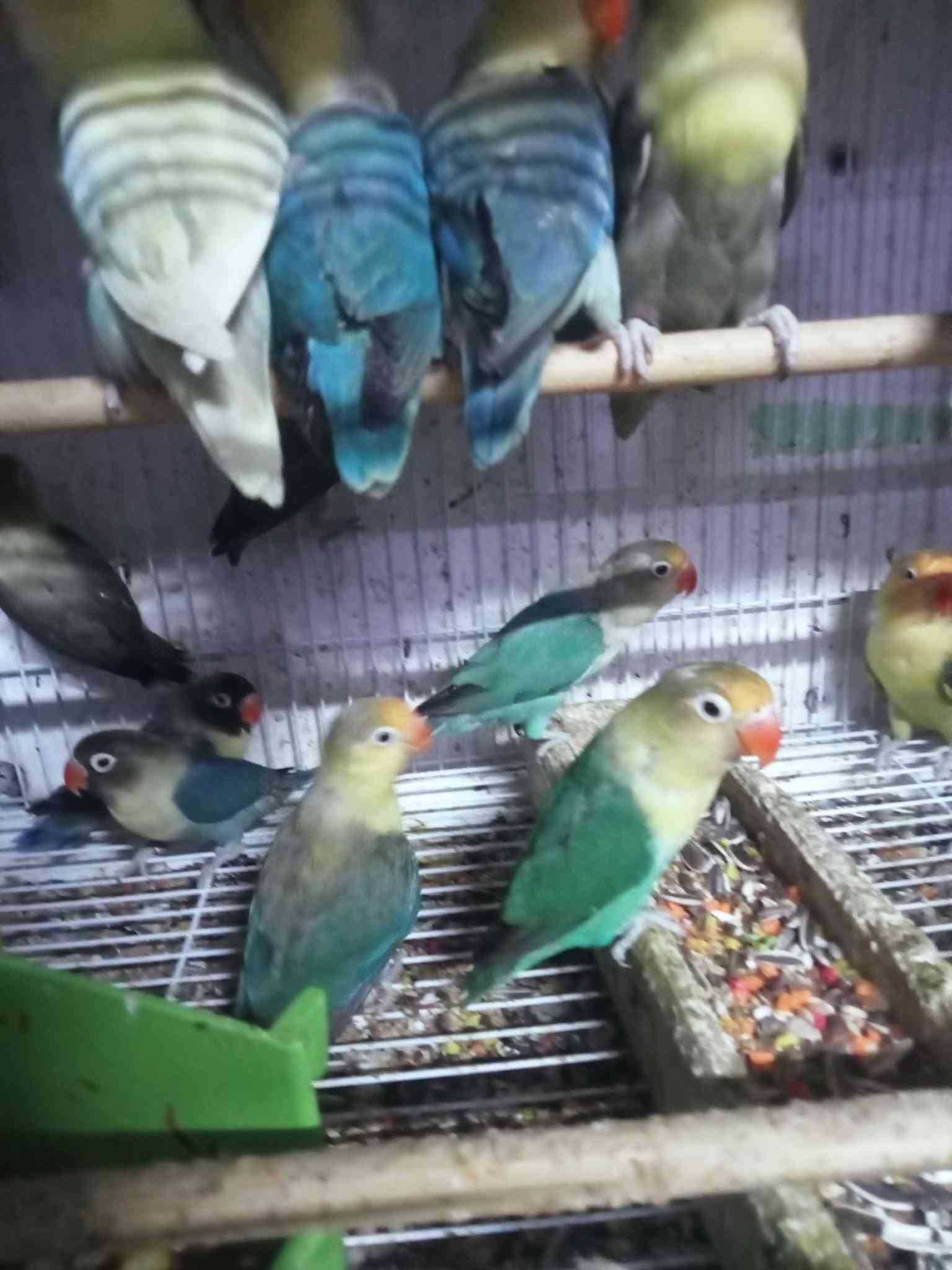 غندورة • اسعار الجملة • توصيل مجاني