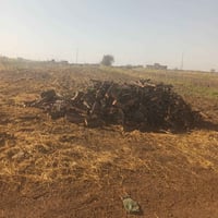 حطب • كيات • ستوته