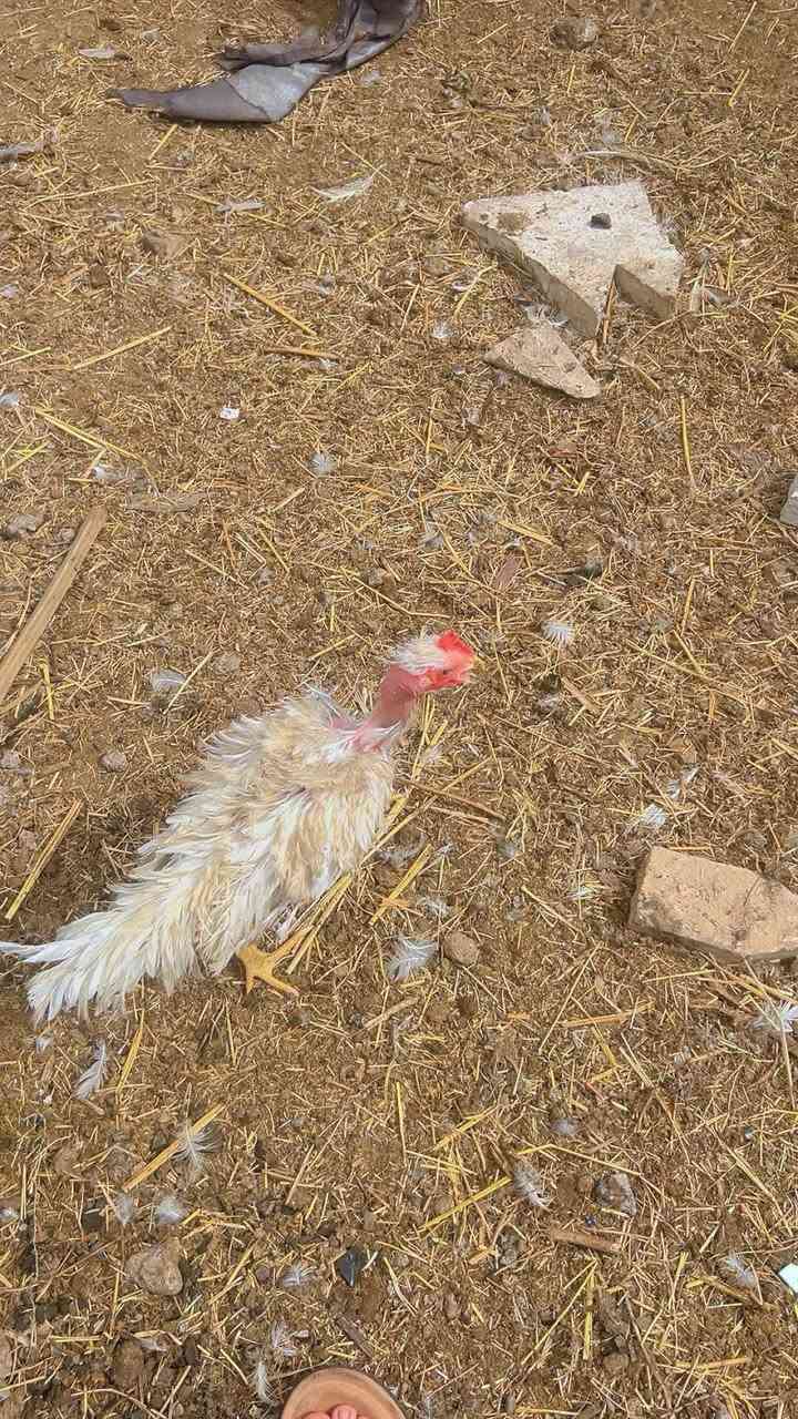 بشات مصري • ديوكة • بغداد شارع الجزيرة